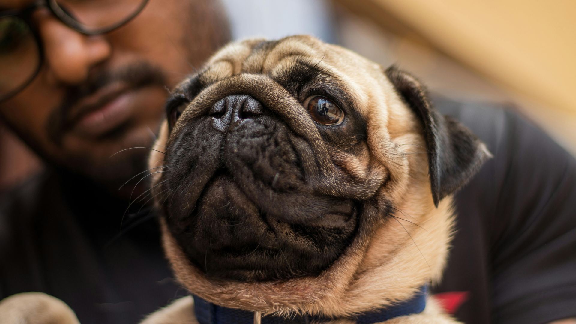 Pug Puppy | Apricot Color available in Udalguri