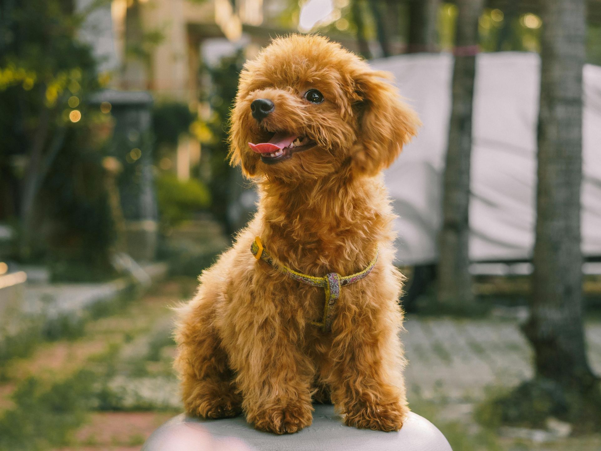 Standard Poodle Puppy for sale in Koderma, Jharkhand - Photo 2