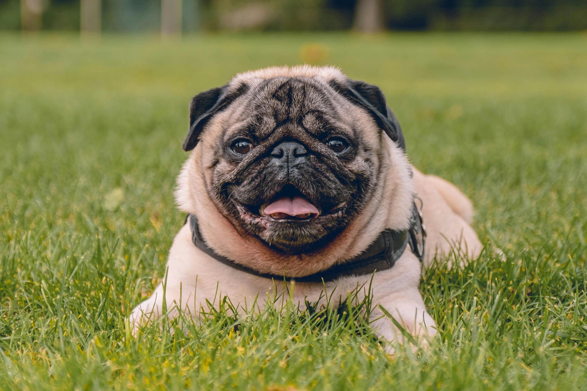 Pug Puppy | Apricot Color puppy in Udalguri