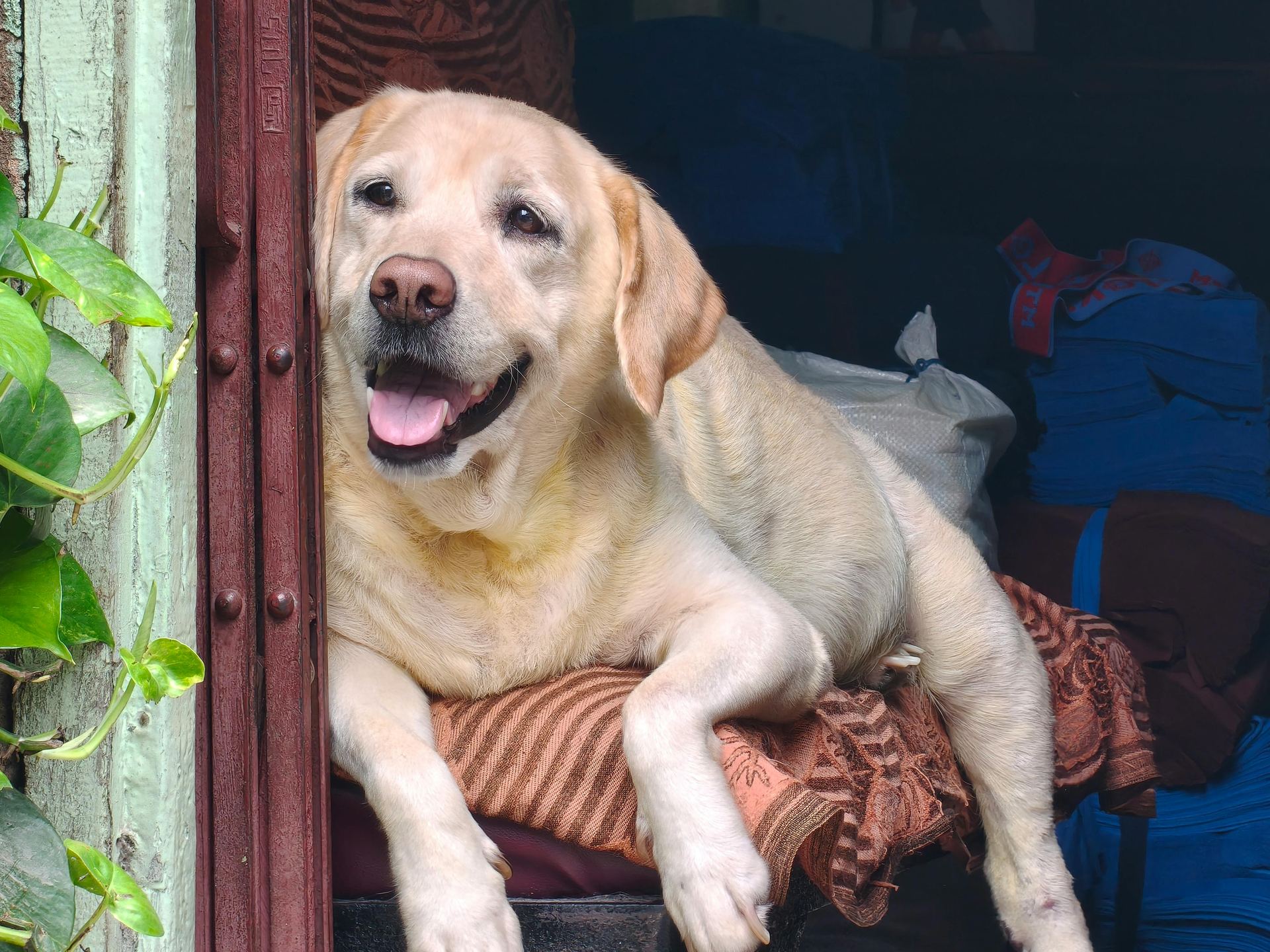 Labrador Retriever Puppy | Fawn Color available in Alluri Sitharama Raju