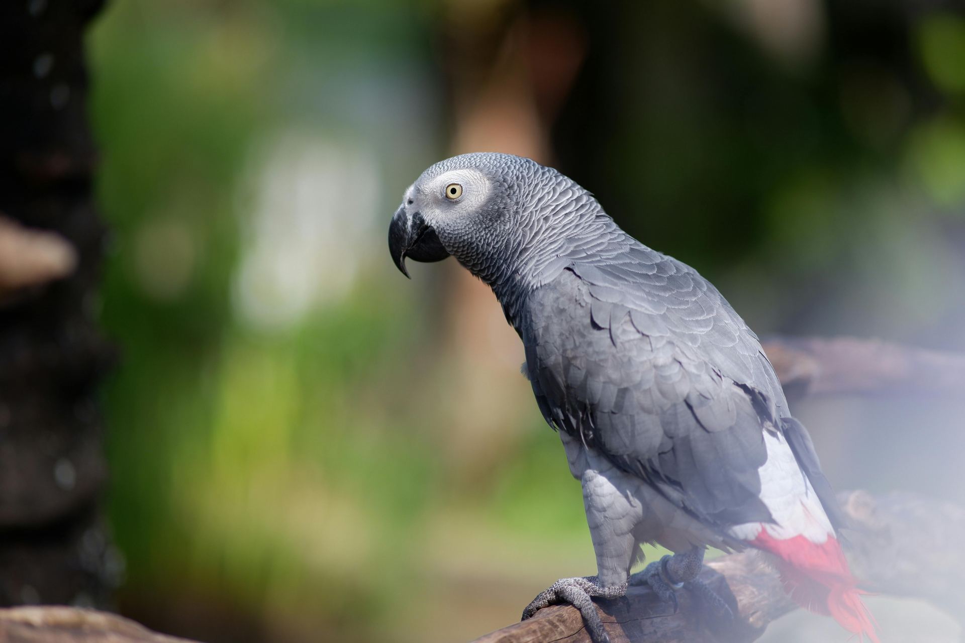 African Grey Parrot available in Alluri Sitharama Raju