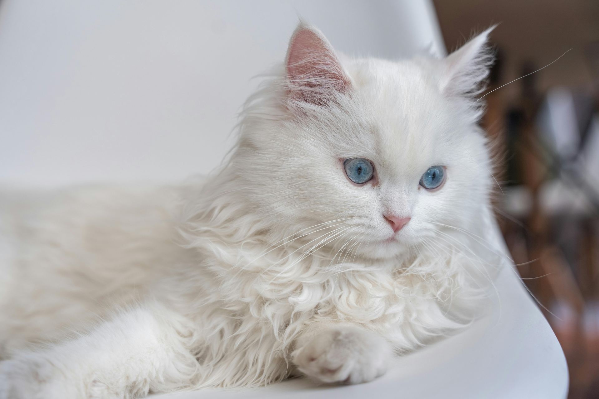 Doll Face Persian Kitten in Bagalkote
