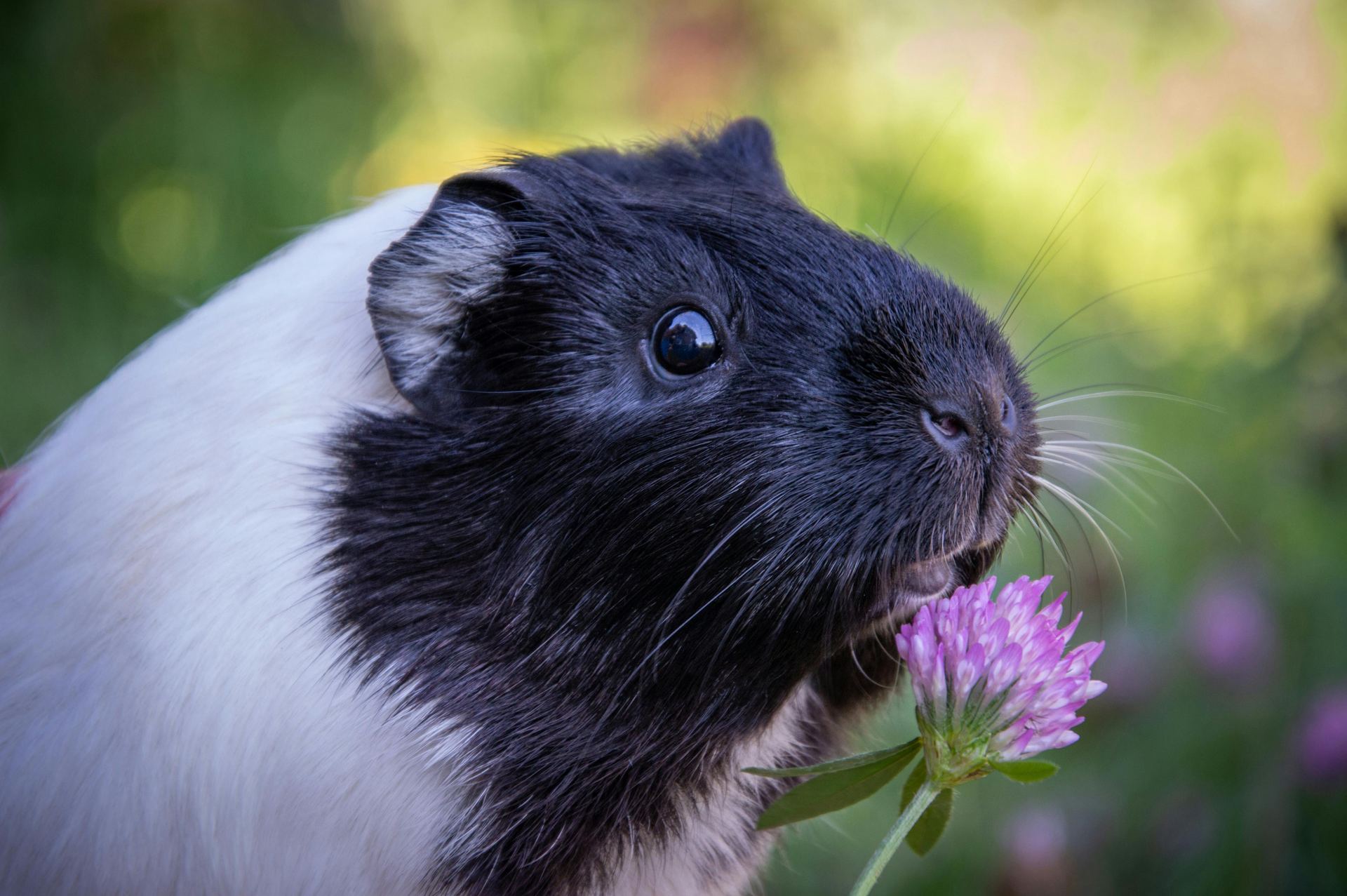 Guinea Pig Babies available in Eluru