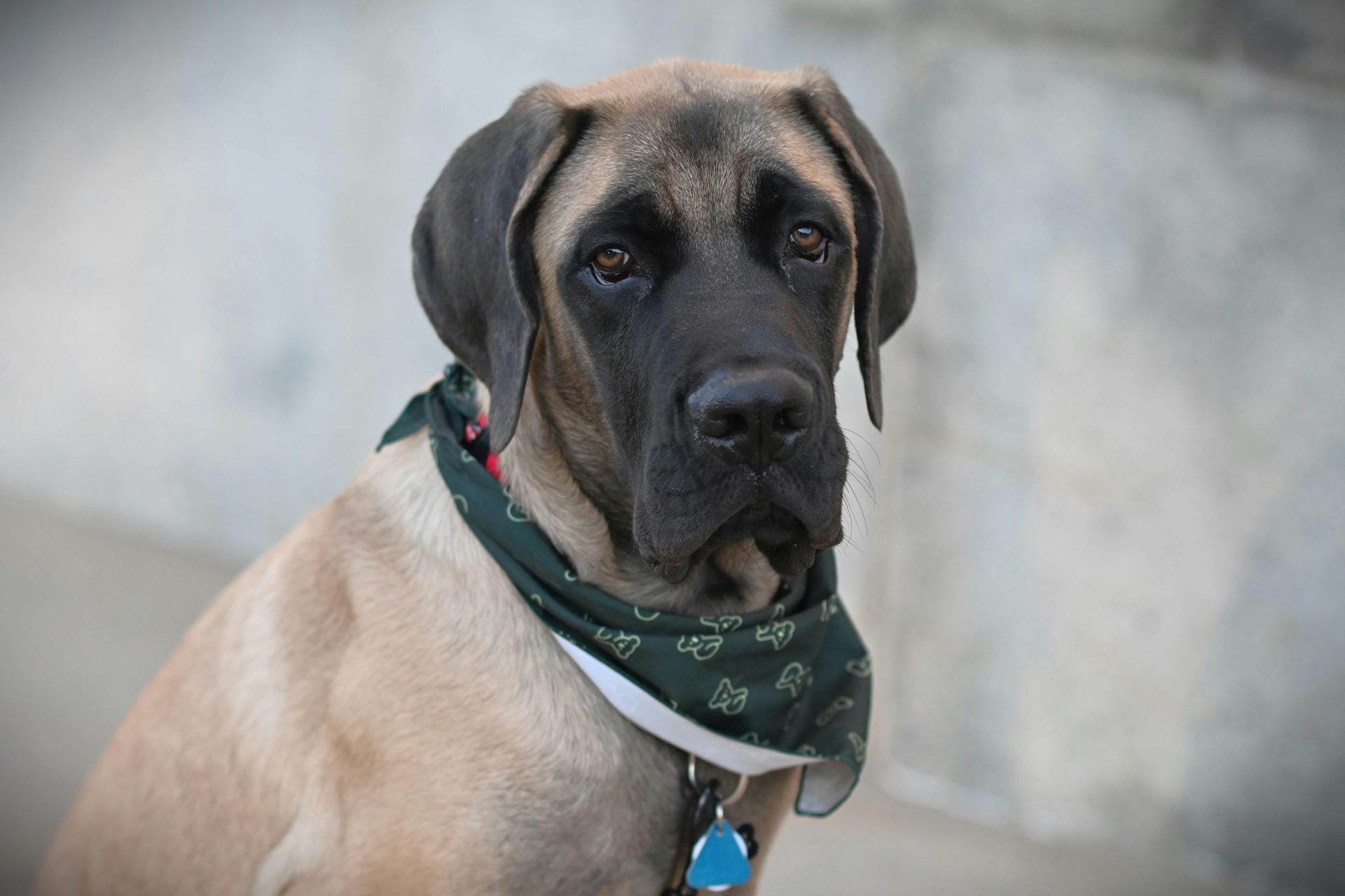 Great Dane Puppy in Gangtok