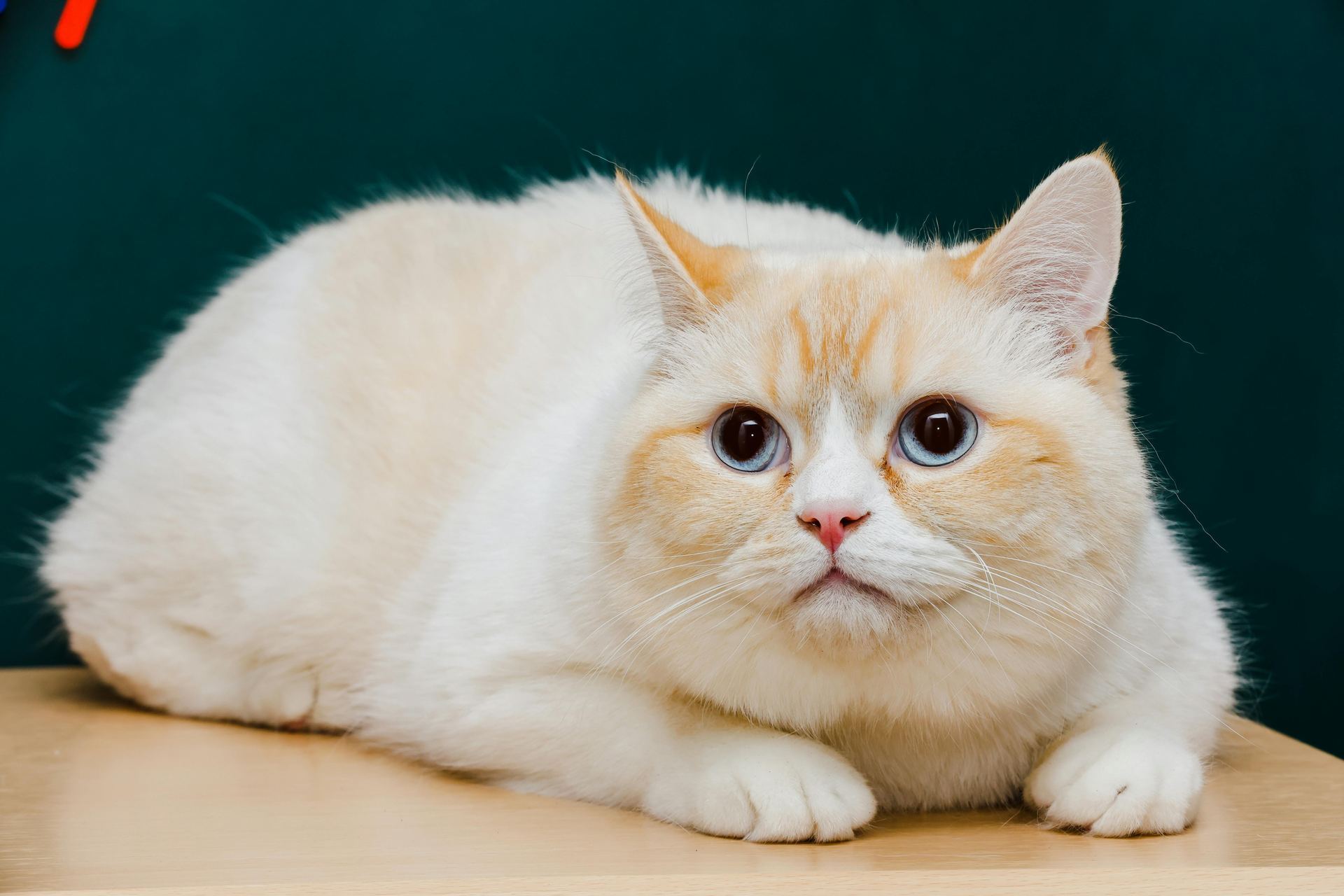 Exotic Short Hair Kittens kitten available in Alluri Sitharama Raju
