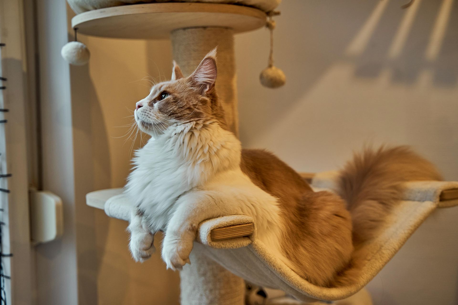 Maine Coon Kitten in Bagalkote