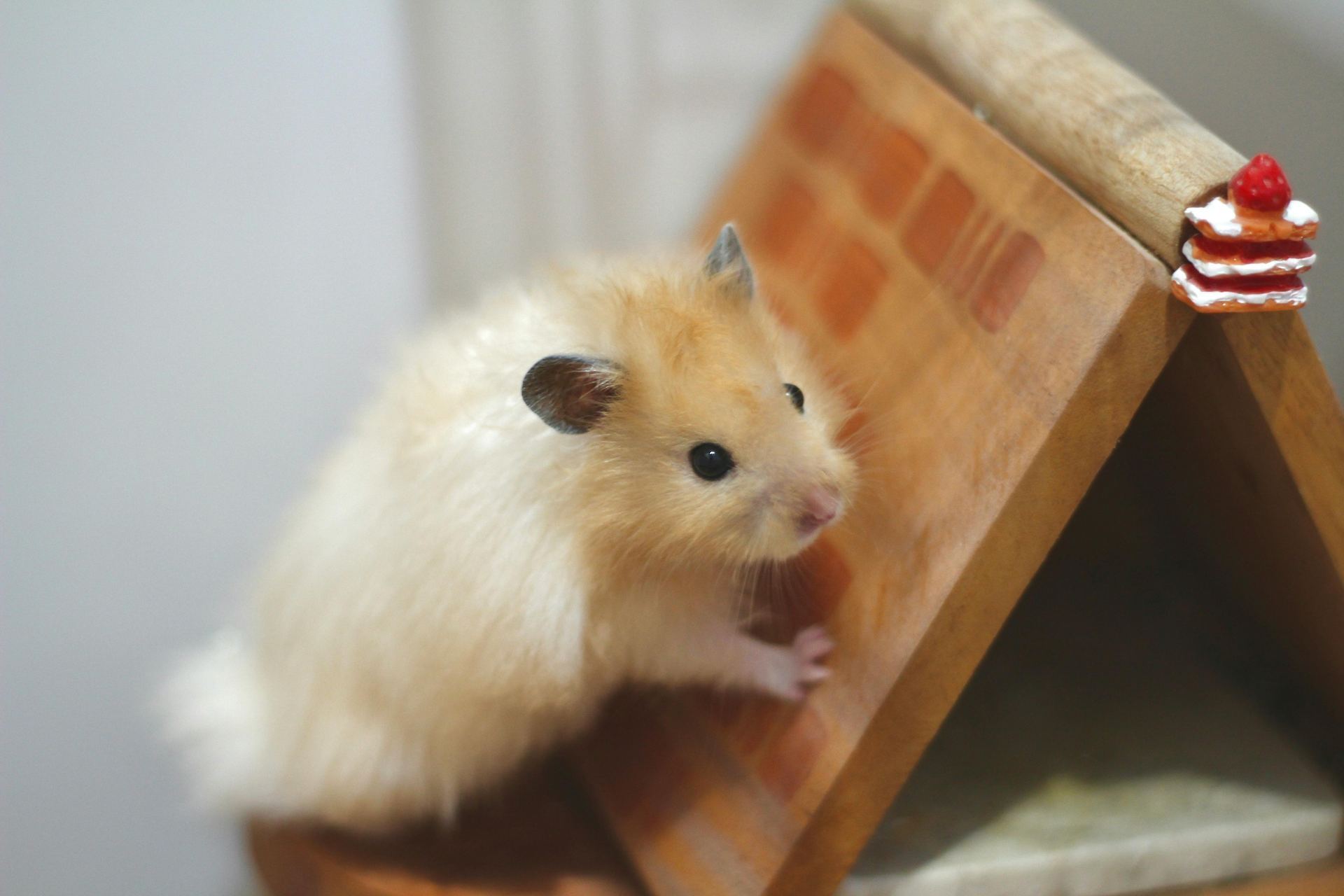 Hamsters in Arwal