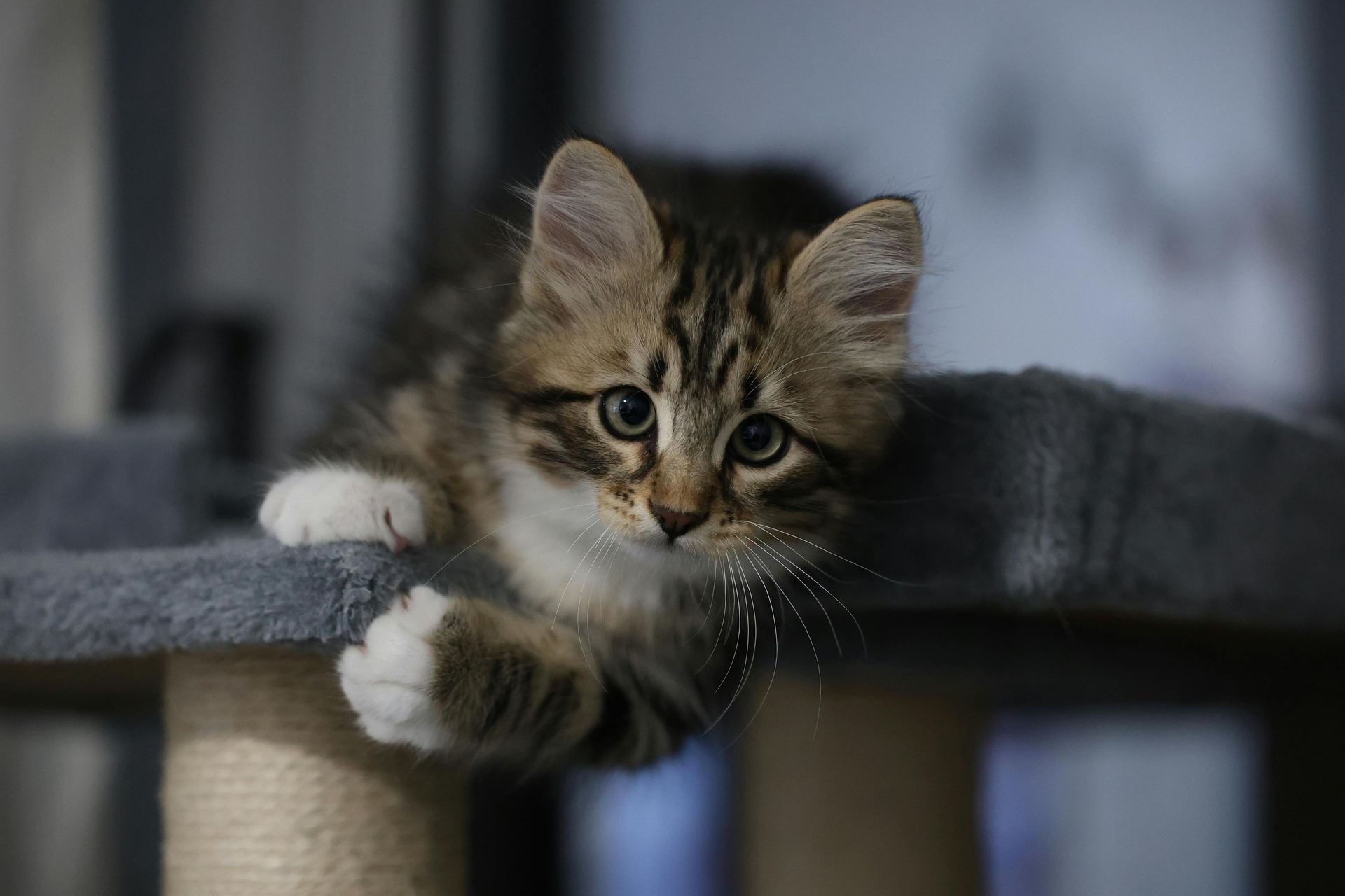 Siberian Kitten kitten available in Alluri Sitharama Raju