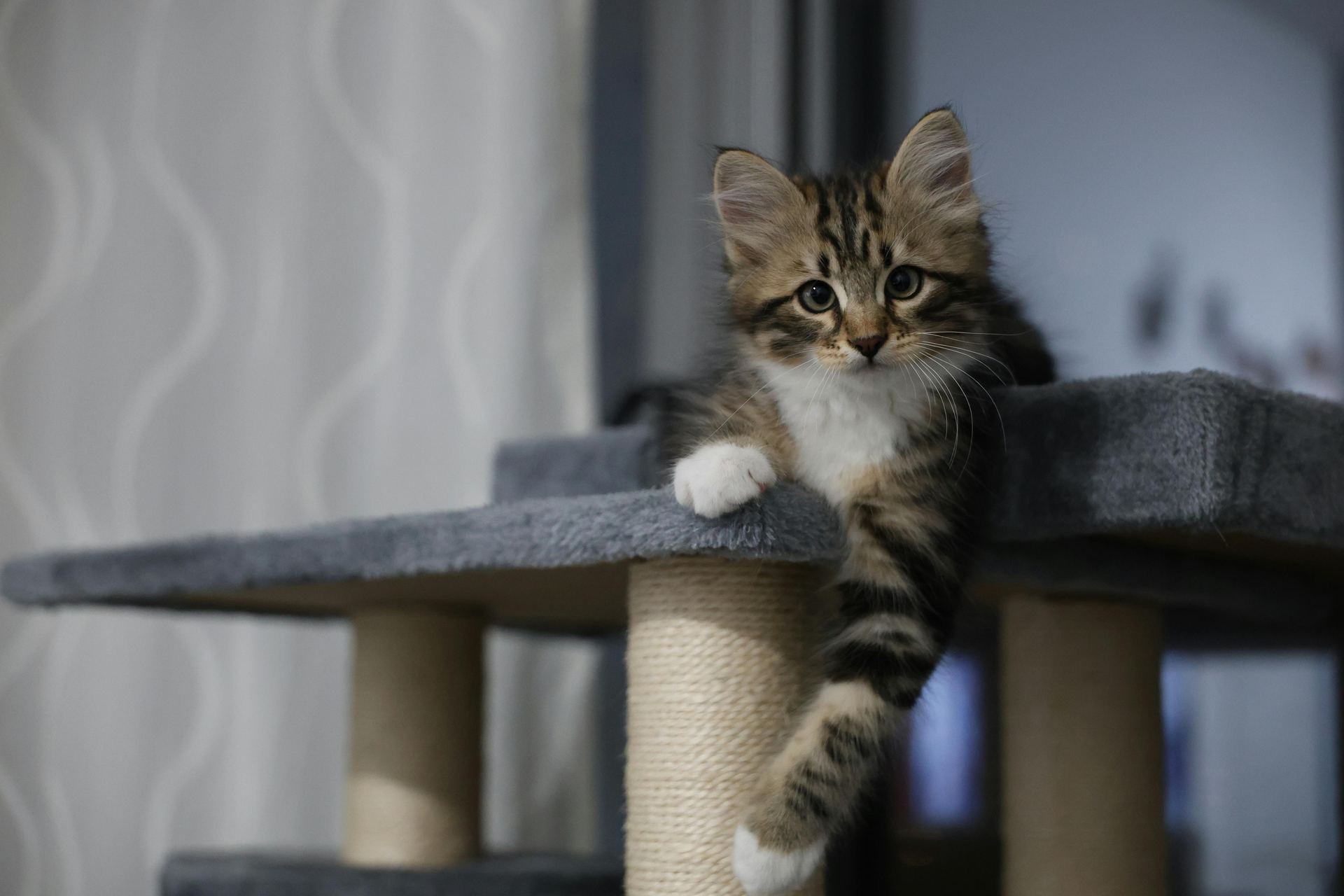 Siberian Kitten cat in Alluri Sitharama Raju