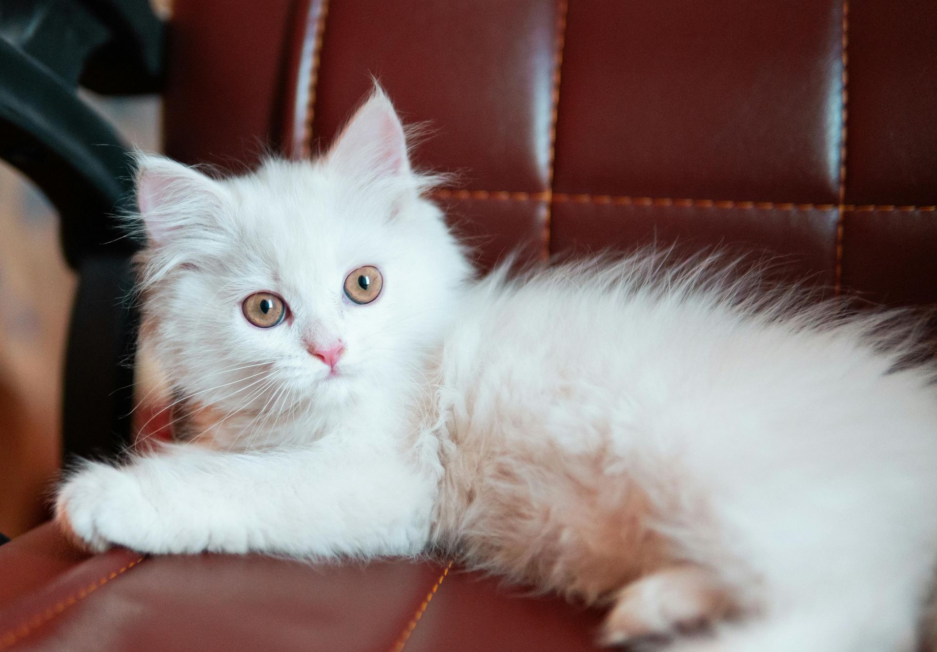 Doll Face Persian Kitten cat in Anakapalli