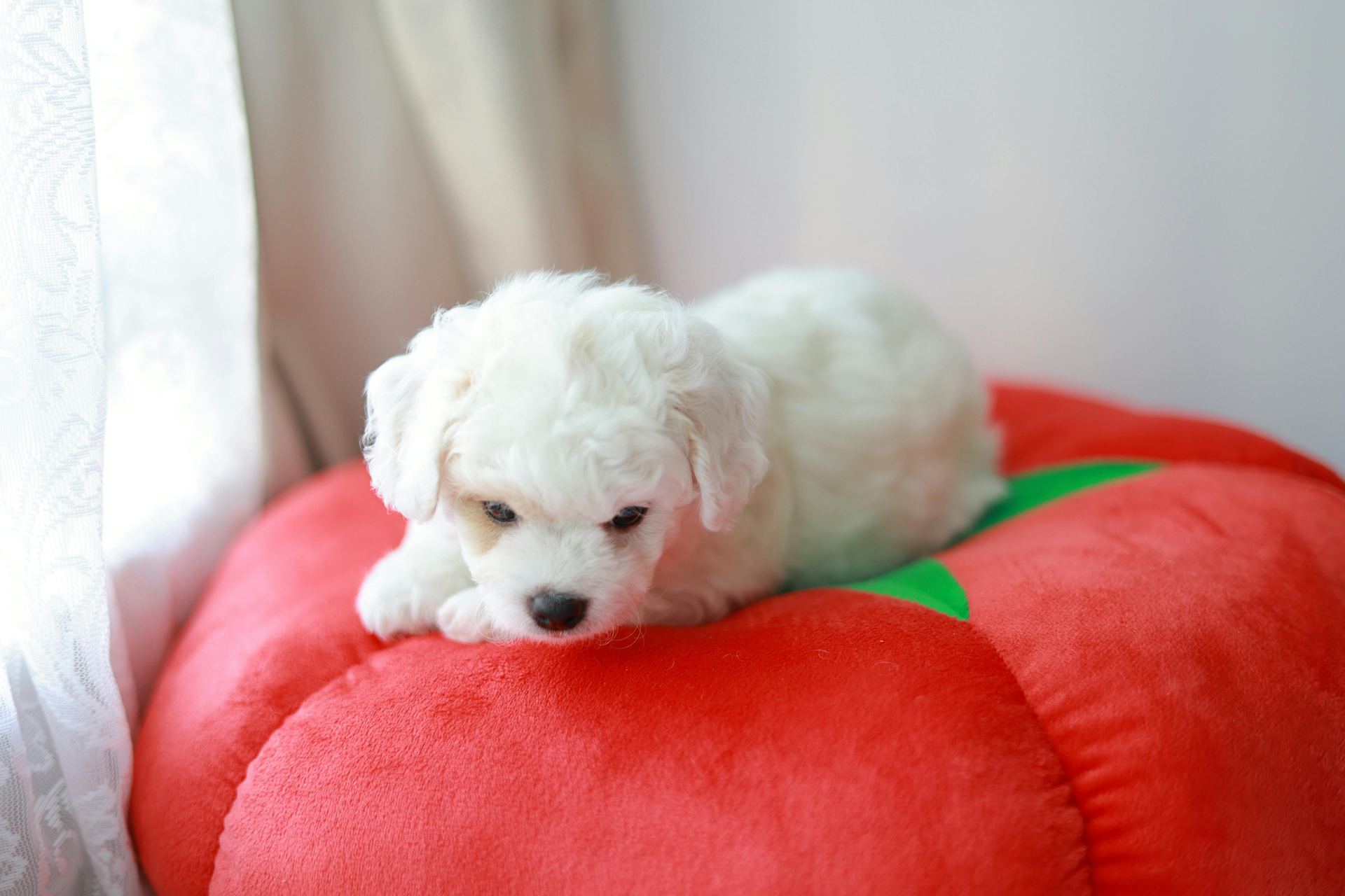 Bichon Frise Puppy available in Alluri Sitharama Raju
