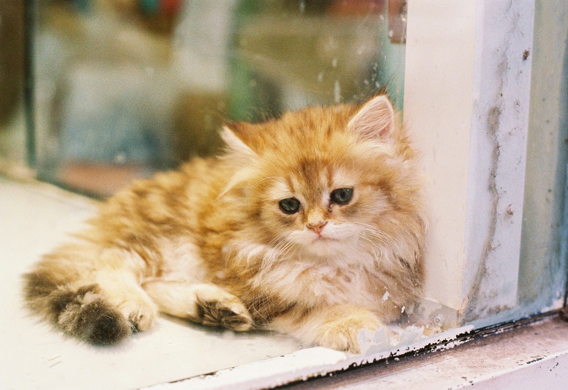 Doll Face Persian Kitten kitten available in Anakapalli