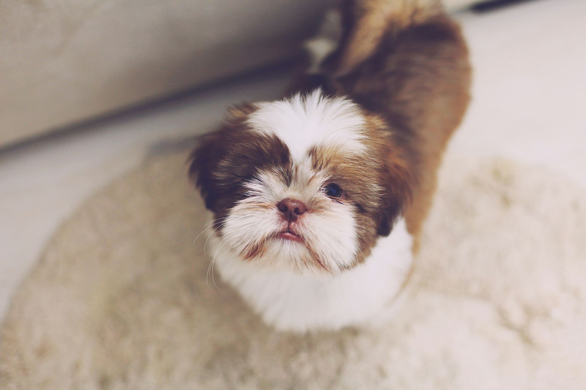 Shih Tzu Puppy Brown & Black in Gangtok