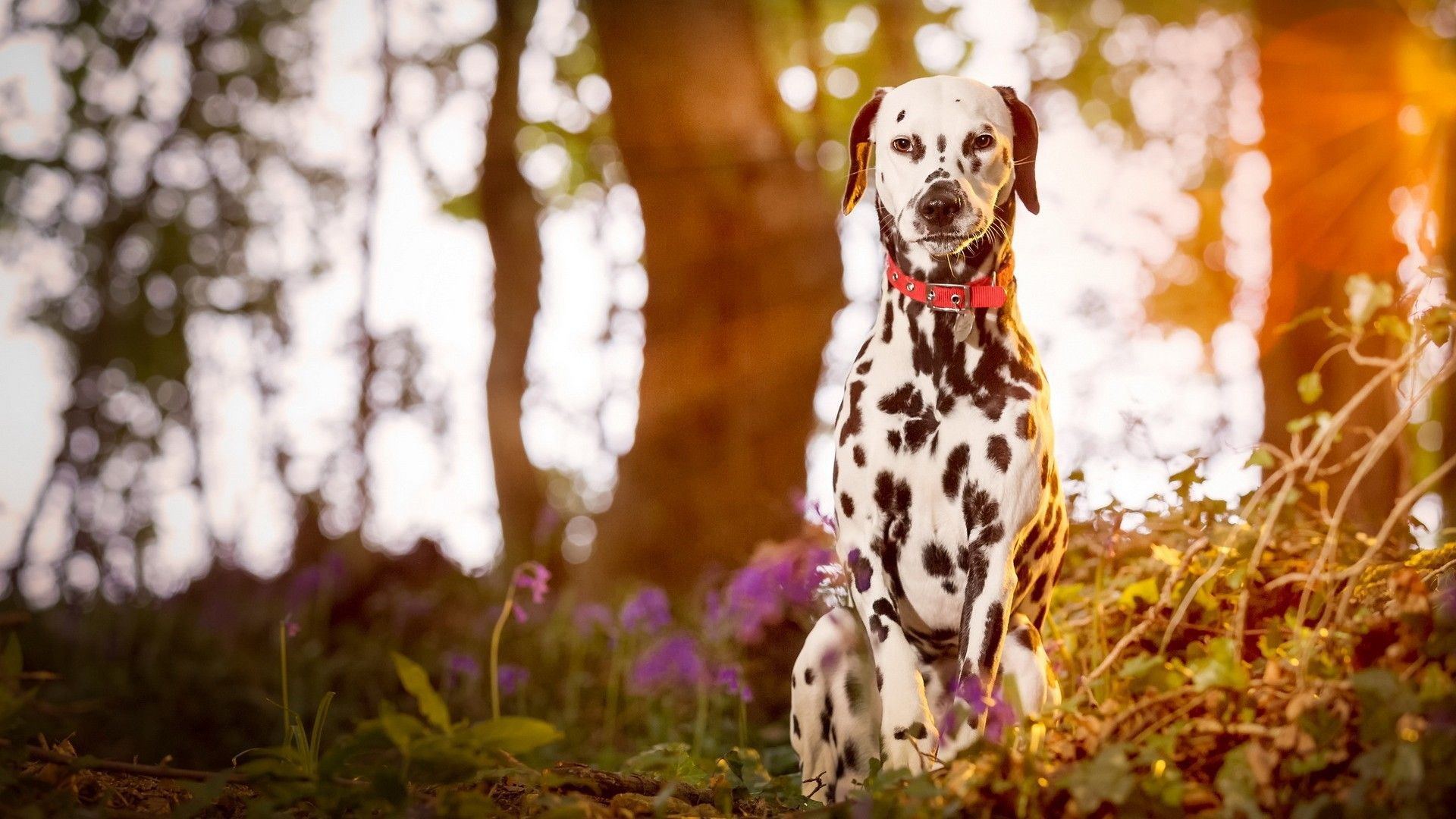 Dalmatian Puppy | Brown Dots available in Alluri Sitharama Raju