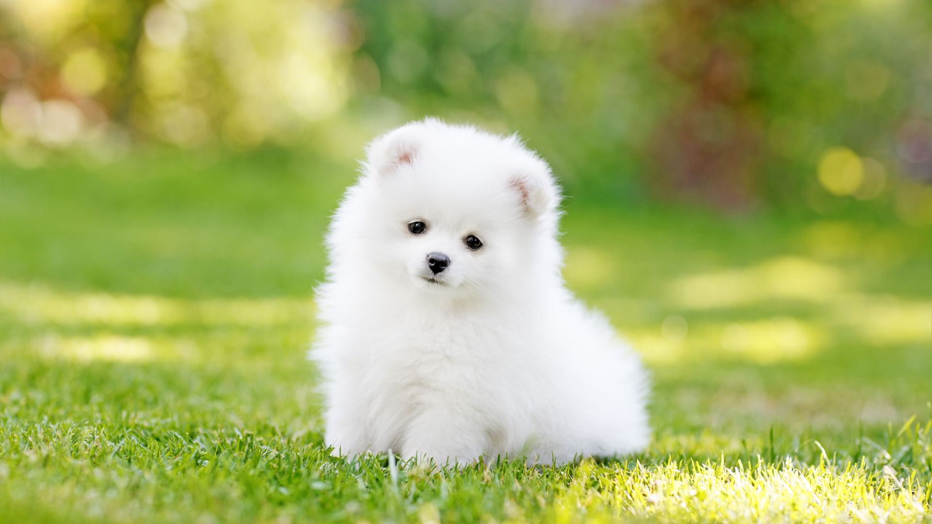 Orignal Toy Pom Puppy | Teacup Pom in Gangtok