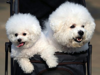 Bichon Frise Puppy