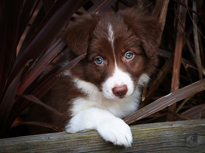 Border Collie Puppy