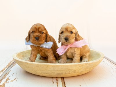 Cocker Spaniel Puppy