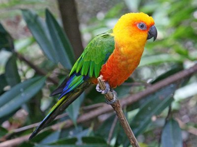 Jenday Conure
