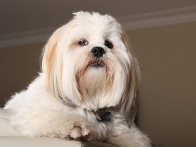 Lhasa Apso Puppies