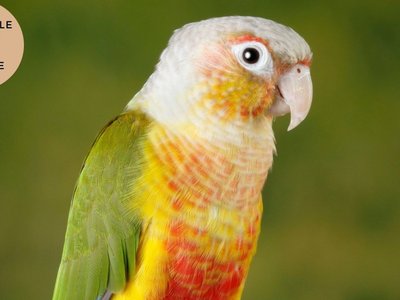 Pineapple Headed Conure