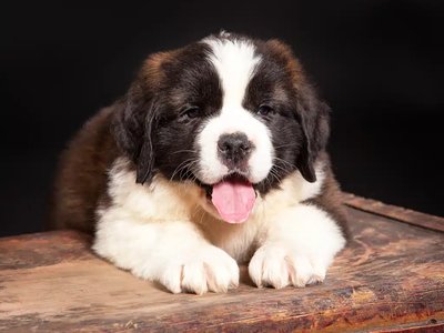 Saint Bernard Puppy