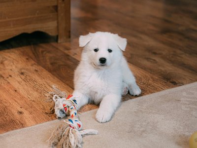 Samoyed Puppy | White