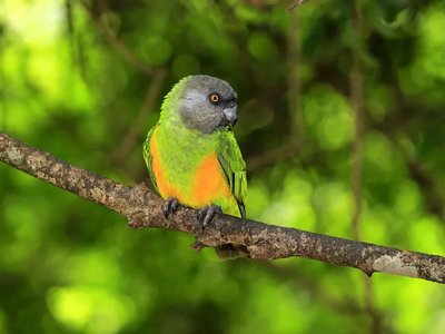 Senegal Parrot