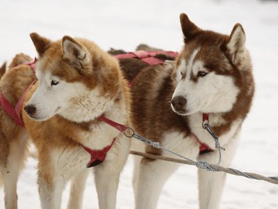 Siberian Husky Puppy | Copper & White Color