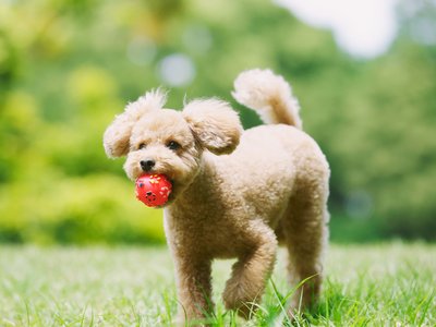 Standard Poodle Puppy