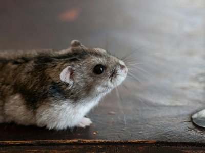 Syrian Hamster Babies