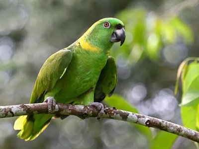 Yellow Naped Amazon