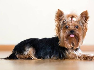 Yorkshire Terrier Puppy